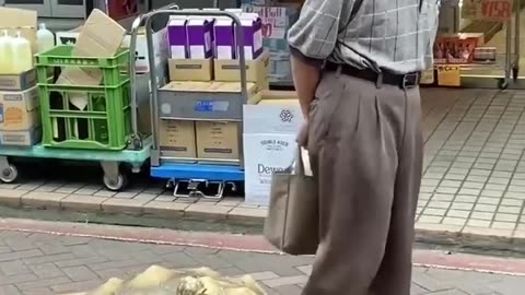 Man Walks His Pet Turtle In Tokyo