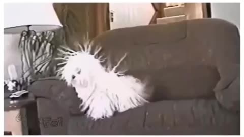 Dogs and static electricity