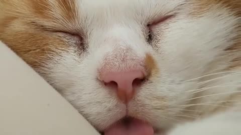 "Slumbering Whiskers: The Art of Cat Naps"
