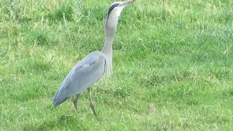 Great Blue Heron gets a gopher then loses it to a hawk.