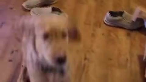 hungry dog gets happy to get feed