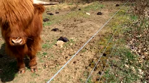 Petting Scottish Highland cow