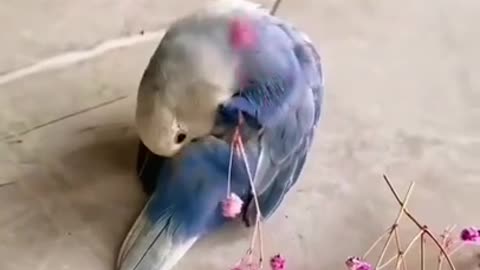 Parrot Decorating Itself With Flowers #shorts #viral #shortsvideo #video