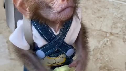 lovable monkey