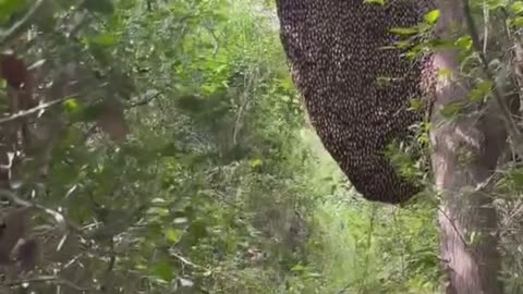 Gaint bee hive found in forest 🐝🐝