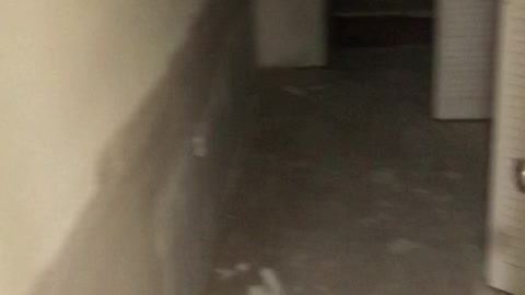 Cat Ends up in Walls After Workers Fix Flood Damage
