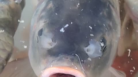 Nice Karfu Carp Fish Video l Best Carp Fish Video In Fish Market#shorts