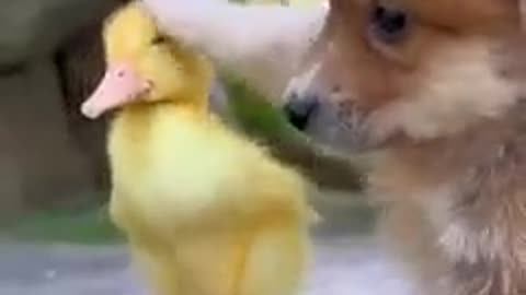 Fanny baby dog 🐕 vs baby duck 👶