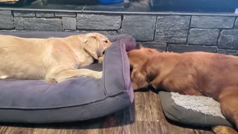 Weird golden retrievers play through a dog bed