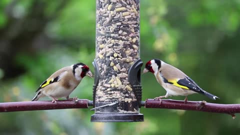 Video about the goldfinch eating