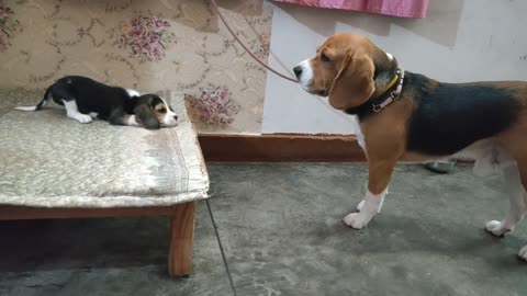 Lovely conversation between 🐕and 🐶