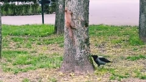 birds chase squirrels on trees