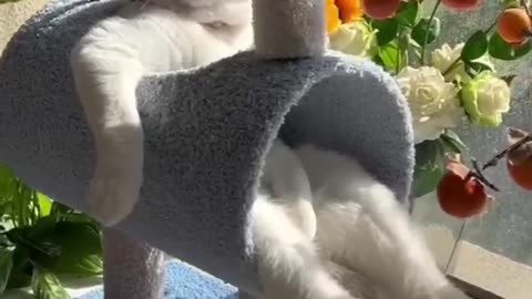 LOL, Super Funny Cute Cats Videos Best Moments of Cats Shorts 😺😂😂