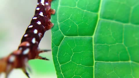 close- up-view-of-a-brown-caterpillar-crawling-on-green-leaf