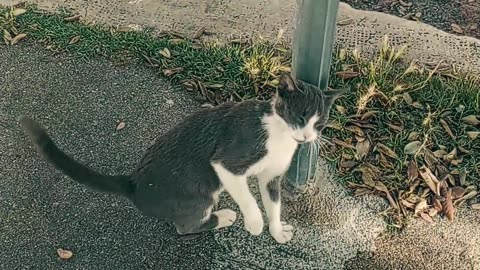 Feeding Stray Cats In Italy