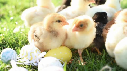 Close up New Born chickens