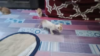 Two brother kitten meet the orphan kitten