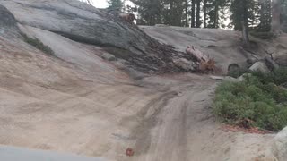 Grey Squirrel first time off-road