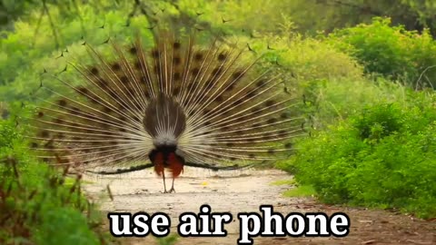 peacock dance in jungle very nice 👌😱😱😱