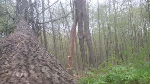 Chainsaw Jenga