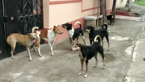 STREET DOG FIGHT || DOG FIGHT VIDEO 🐕DOGS BARKING, STUDY THE NATURE OF DOGS IN RAINY SEASON