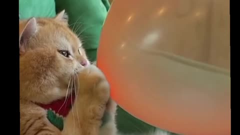 Funny 🤣😁🤣 Cat 😺 Video