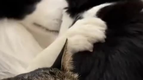 DOG AND CAT FUNNY VID#1