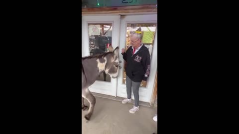 Grandma and her groovy donkey are the perfect dancing duo