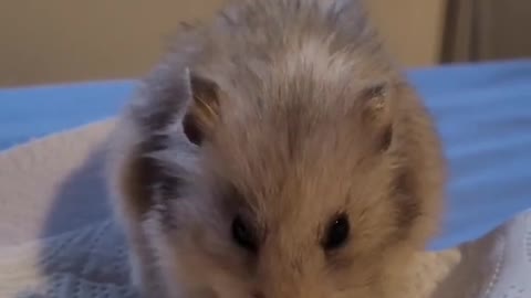 Nom Nom 🌽 🐹