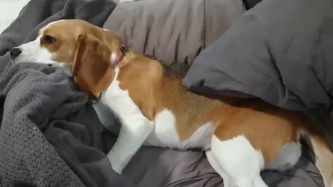 Cute beagle doesn't want to get out of bed