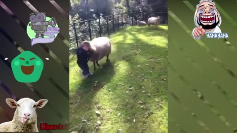 Crazy Goath & Sheep
