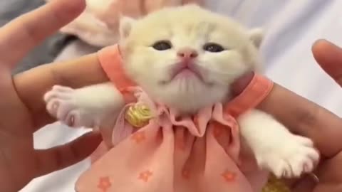 Cute kitten _cat _lovecats _cats _catvideos _kittens _catlover _princesscat _kitten(720P_HD)