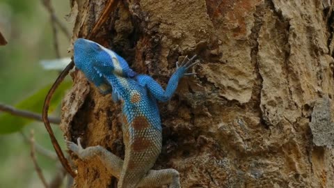 Chameleon changing colour|wildlife