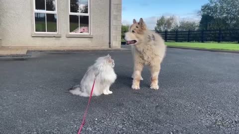 Phil Tries To Save Milo From Teddy! There's Fight In Him Yet!!