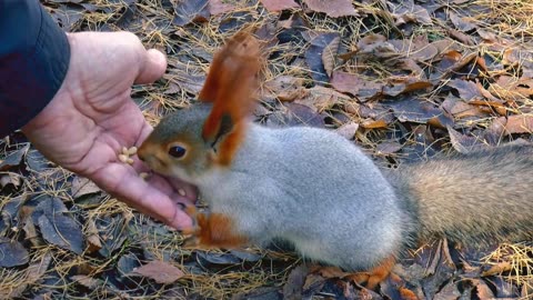 Squirrels Trusting Humans: Fearless squirrel Eating Straight from our Hands