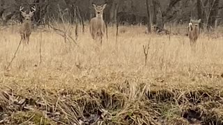 Curious Deer Decide to Run and Jump a Fence