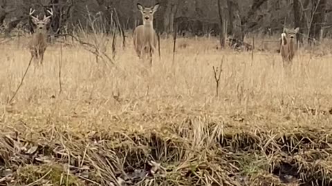 Curious Deer Decide to Run and Jump a Fence