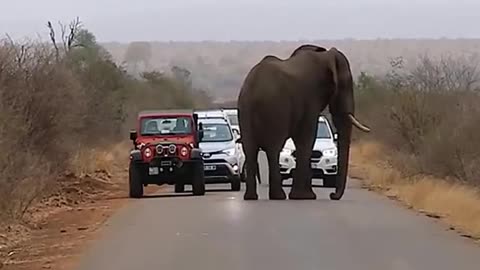 win over the elephants blocking the road