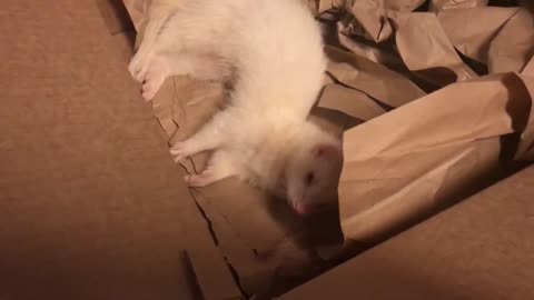 Snowball in her favorite place, a cardboard box
