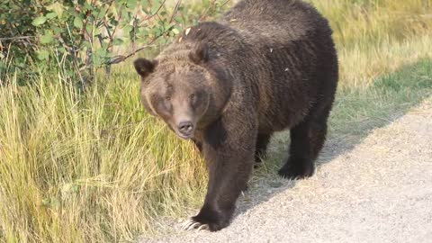 Grizzly Bear 399 looking happy and healthy in the fall of