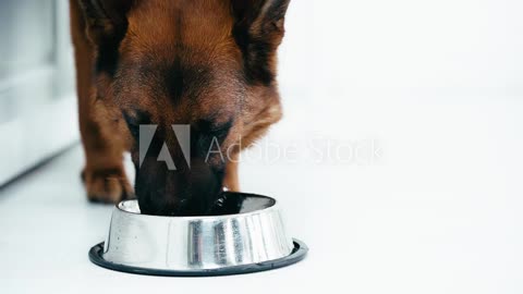 70oz Dog Water Bowl Large Capacity Spill Proof Dog Bowl