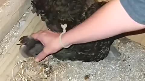 Our sweet Sarah is the best Mama hen 🐓