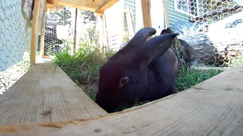 Rabbits eating some weeds