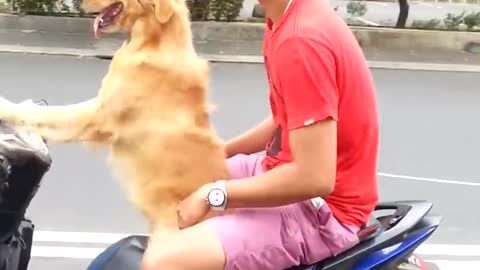Dog rides Moped Scooter wearing sunglasses down busy street!