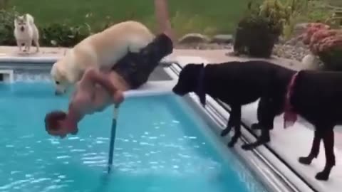 The Dog Was Just Way Too Excited To Jump In With His Owner 🤣🐕