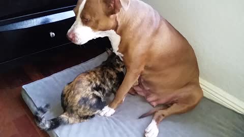 Pitbull nurses cat 1