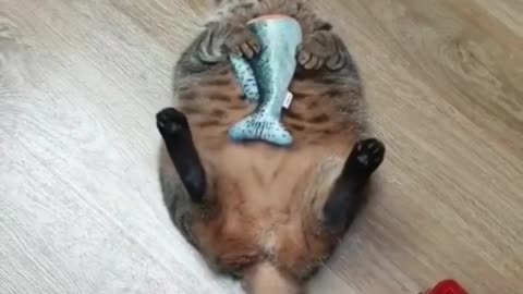 Fat Cat Runs Out Of Stamina