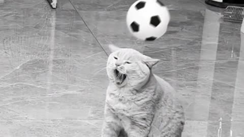 Cat Playing with football, most popular funny video pet's animal funny video