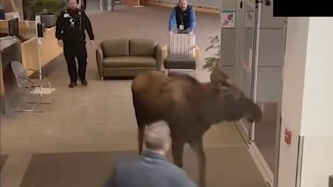 WATCH: Moose wanders into hospital lobby in Alaska