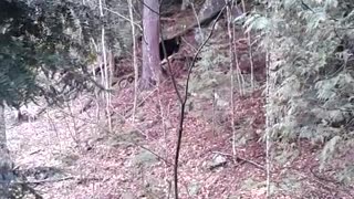 Scary Bear Encounter, Episode 1